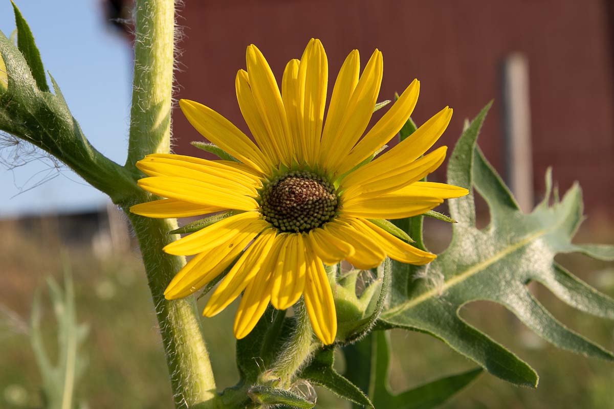Yellow flower with barn backdrop
