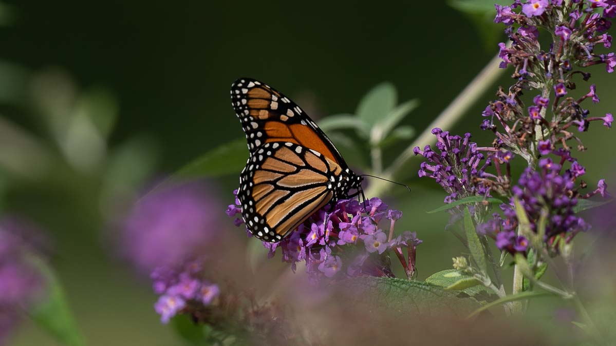 Monarch butterfly with purple flower