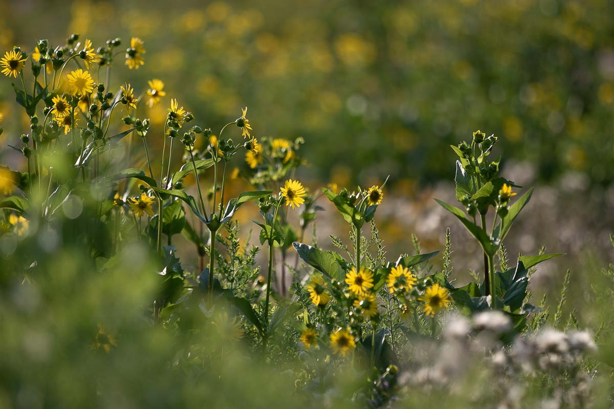 Yellow flowers in a field