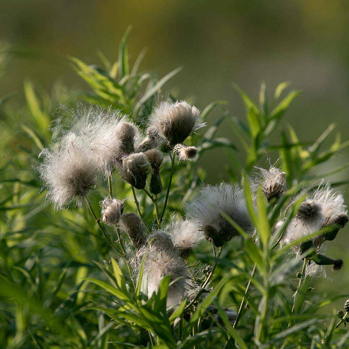 White dandelions with field backdrop